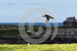 Puffin in flight