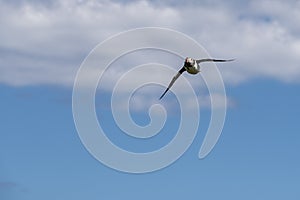 Puffin in flight