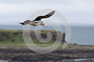 Puffin in Flight