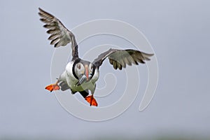 Puffin flying on the Farne Islands