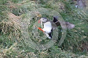 puffin flying & x28;fratercula arctica& x29; iceland