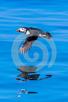 Puffin flying outdoor fratercula arctica