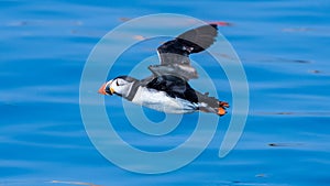 Puffin flying outdoor fratercula arctica photo