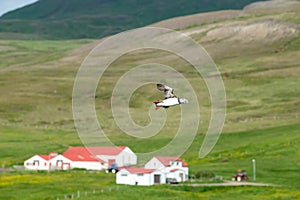 Puffin flying over houses