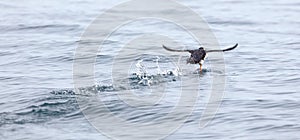 Puffin flying over the water, Atlantic ocean near Iceland
