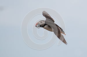 Puffin flying with sandeels