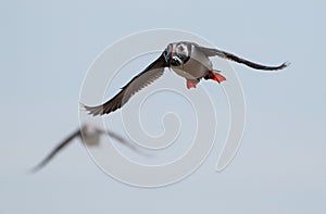 Puffin flying with sandeels