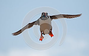 Puffin flying with sandeels