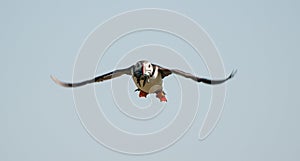 Puffin flying with sandeels