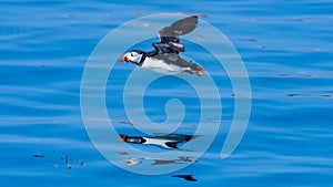 Puffin flying outdoor fratercula arctica