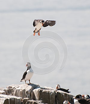 Puffin flying on way to land