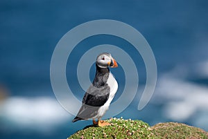 Puffin Fratercula arctica