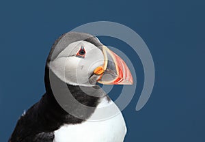 Puffin - Fratercula arctica photo