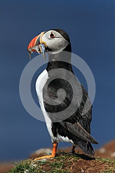 Puffin (Fratercula arctica)