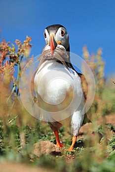 Puffin (Fratercula arctica)