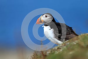 Puffin (Fratercula arctica)