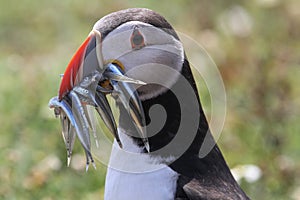 Puffin (Fratercula arctica) with a beak full of fish for its young .