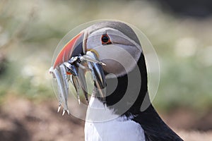 Puffin (Fratercula arctica) with a beak full of fish for its young .