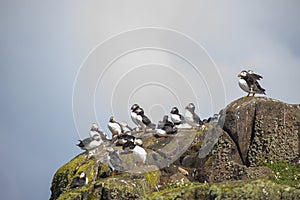 Puffin, Fratercula arctica, clown bird lives on cliffs