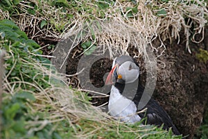 Puffin (Fratercula arctica) at entrance to burrow.