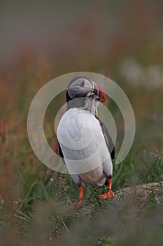 Atlantic puffin (Fratercula arctica) with fish east Iceland