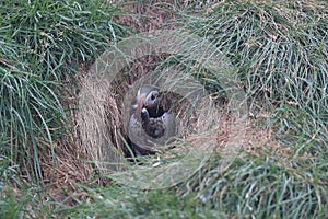 Atlantic puffin & x28;Fratercula arctica& x29; with fish east Iceland