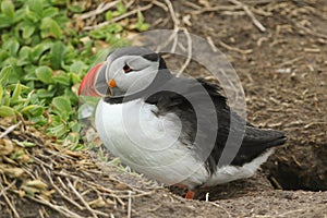 A Puffin, Fratercula arctica, has just emerged from its nest in a burrow under the ground on a cliff on an island in the sea.