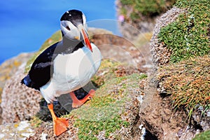 Puffin, fratercula arctica in Iceland - Photo - Image