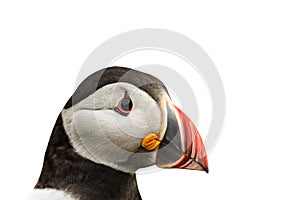 Puffin Fratercula arctica isolated on white background