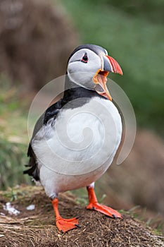 Puffin Fratercula arctica