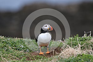 Puffin (Fratercula arctica).