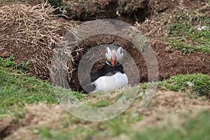 Puffin (Fratercula arctica) at it's burrow.