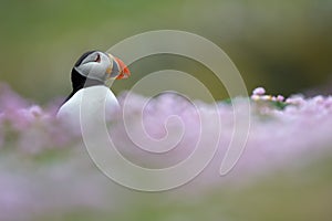 Puffin, fratercula artica, fair island