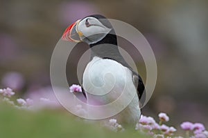 Puffin, fratercula artica, fair island