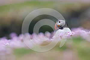 Puffin,Fratercula artica, Fair island