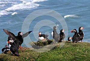 Puffin group