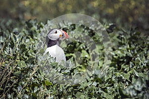 Puffin guarding her nest