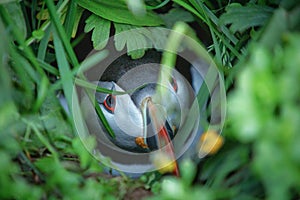 Puffin hiding in a burrow.