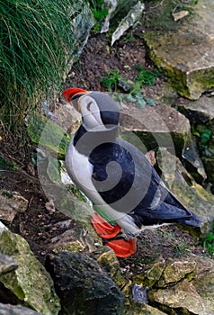 Puffin on high chalk cliffs at Bempton, Yorkshire, Uk.