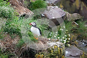 Puffin in Iceland