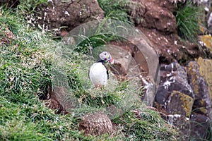 Puffin in Iceland