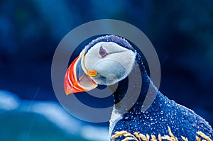 Puffin - Iceland