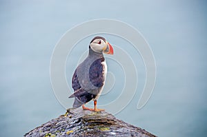 Puffin - Iceland