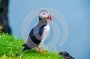 Puffin - Iceland