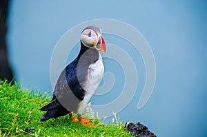 Puffin - Iceland
