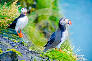 Puffin - Iceland