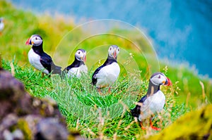 Puffin - Iceland