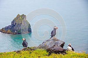 Puffin - Iceland