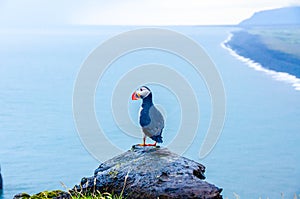 Puffin - Iceland