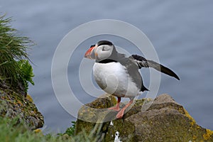 Puffin from Iceland